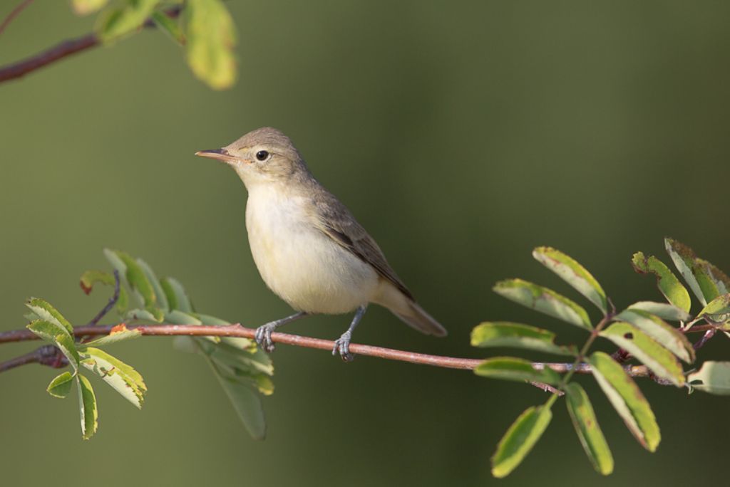 Lu piccolo(Phylloscopus collybita),  Lu bianco(P. bonelli) e Bigiarella(Sylvia curruca)